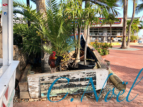 Rooster @ the Key West Seaport